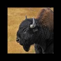 Portrait d'un Bison (Bison bison) (Yellowstone NP, USA)